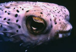 Swam up to this puffer at night in Bon-Aire. by David Spiel 
